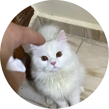 أيـرن
