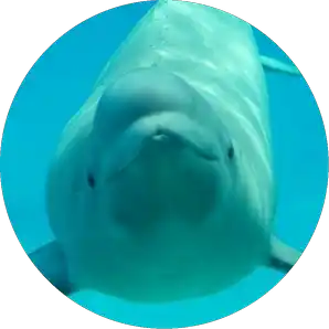 Beluga
