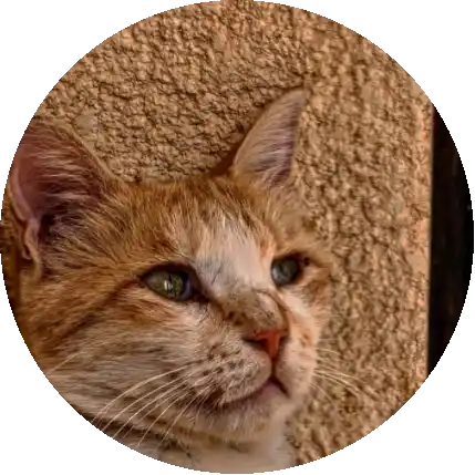 اريد زميلة 🙂