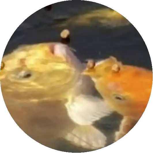 잉어밥
