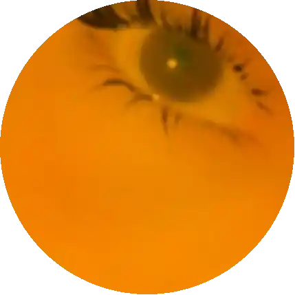 Quietly observant, relationship seeker