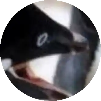 퓅귄