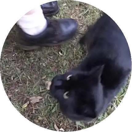 🐈‍⬛