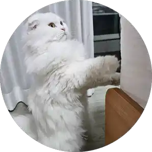 뭘꼬나봐