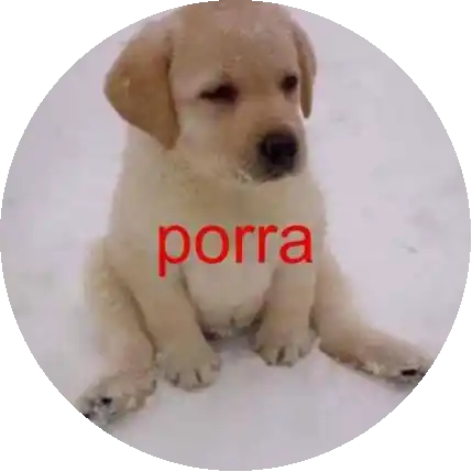 pedrinho que te ama