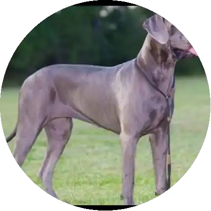 Great Dane