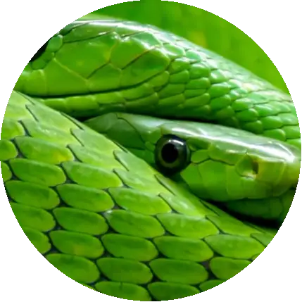 🐍Yılan🐍