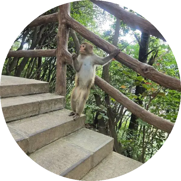 내 프로필 심심이 닮음