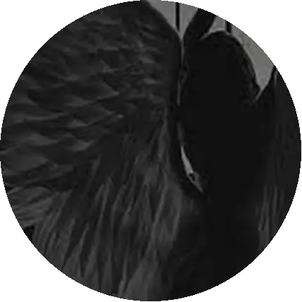🖤الملاك الاسود🖤