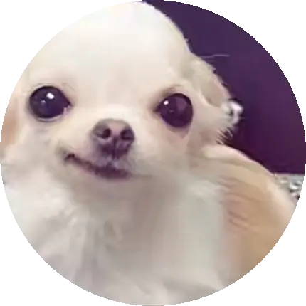 달큰한치와와