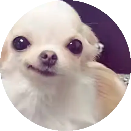 달큰한치와와