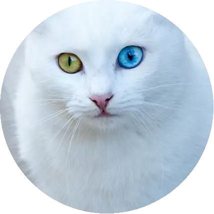 VAN KEDİSİ👅