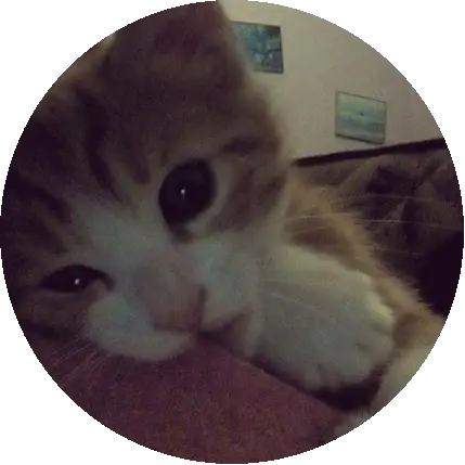 Kittyy