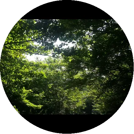 심심한