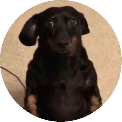 P 🐶🪷