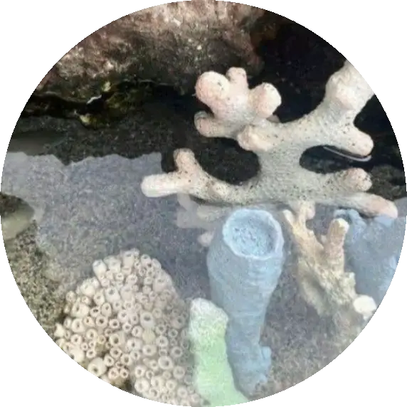 مارلی در جستجوی جهان