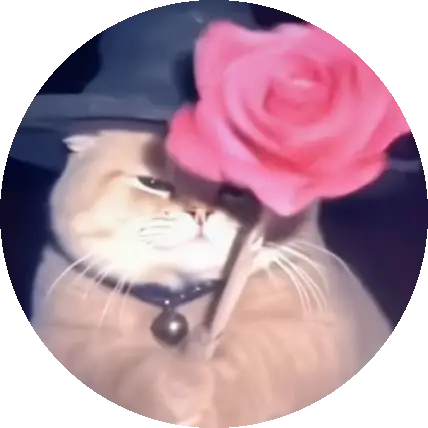 Kedi aşığı