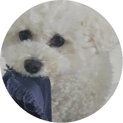 하이요