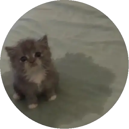Kedi sulandiran