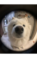 ตีป้อม