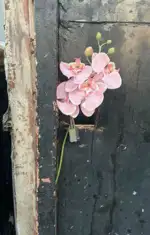 🌺