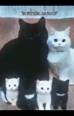 La familia es todo (sohbet)