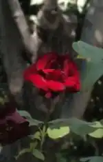 Azgın kızlar sexting sex +18 +18rp