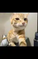 အပျင်းပြေ