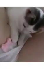 Dam thi vo