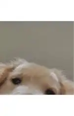🧸⃤