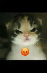 238.051.369