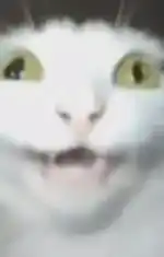 Daşşak geçme piçlik herşey serbest
