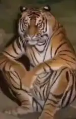 What the fuck