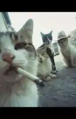 La familie esto do