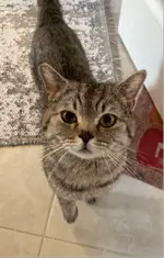 Çoraappo atıınn